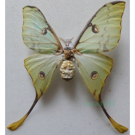 Argema mimosae (Boisduval 1847) female ex. pupa Kenya 96mm59b